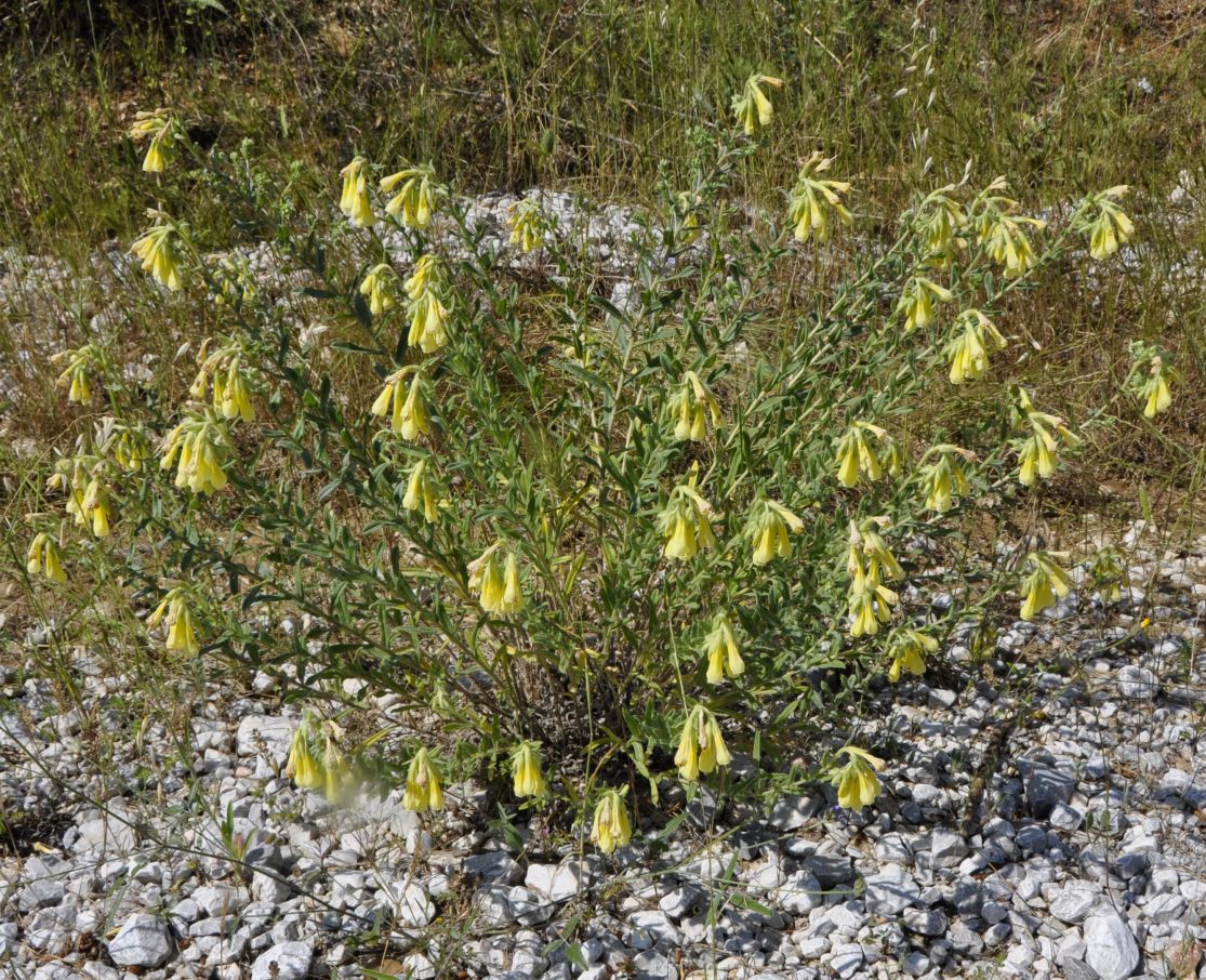 Image of Onosma heterophylla specimen.