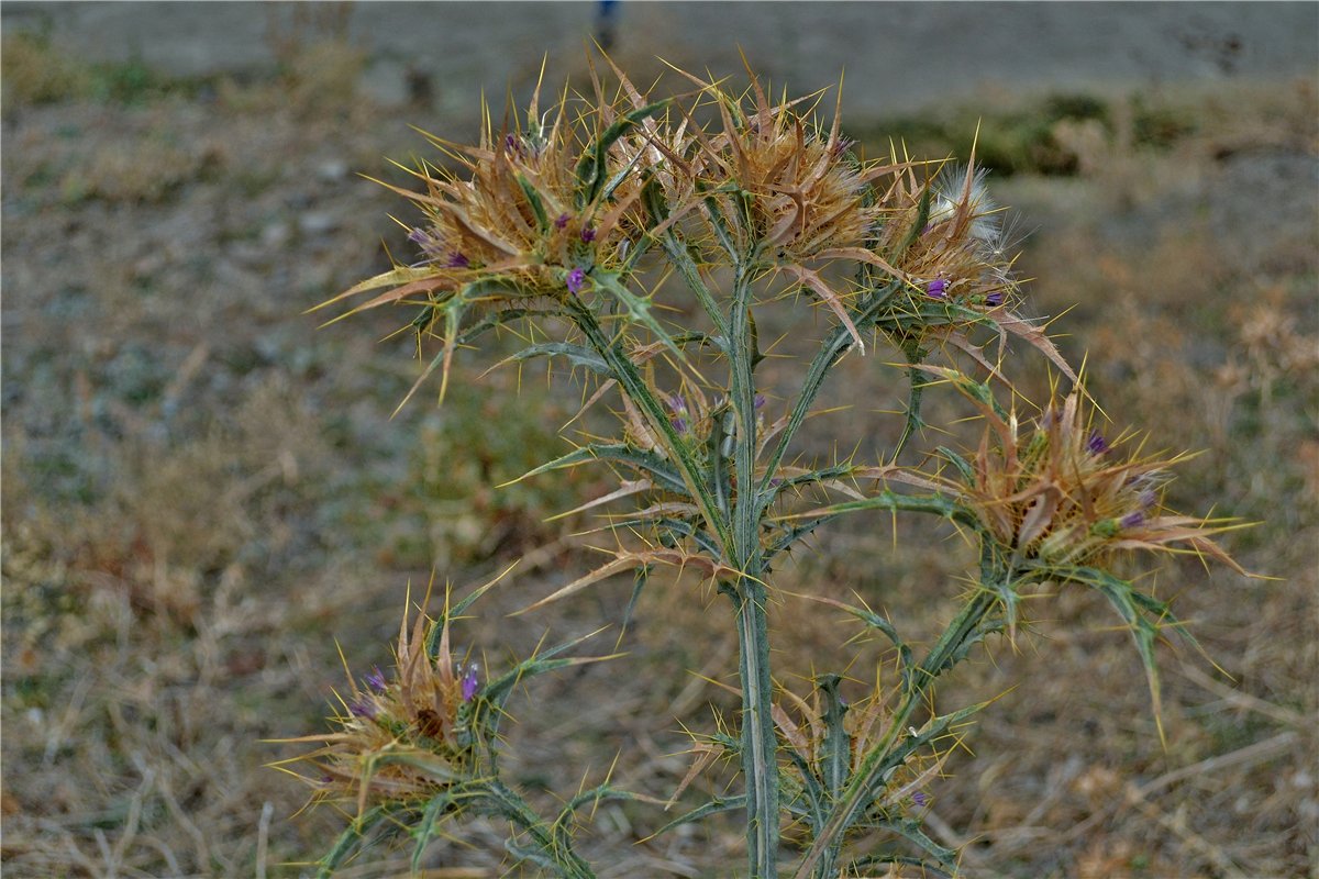 Image of Picnomon acarna specimen.