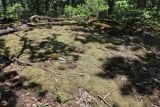 Niphotrichum canescens