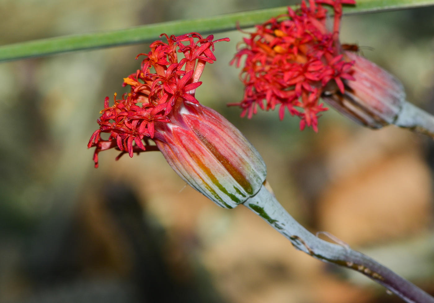 Изображение особи Kleinia stapeliiformis.