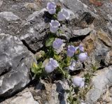 Campanula incurva
