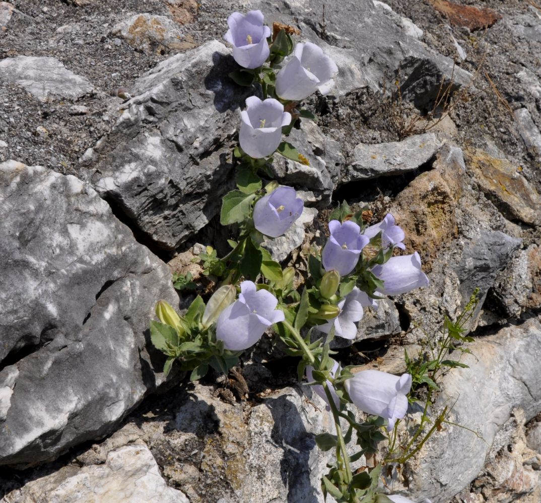 Изображение особи Campanula incurva.