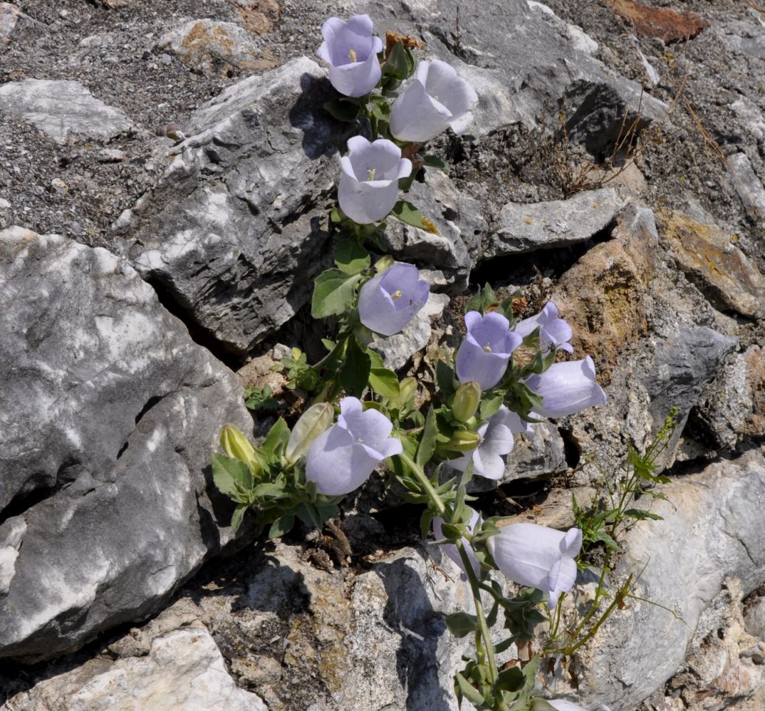 Image of Campanula incurva specimen.