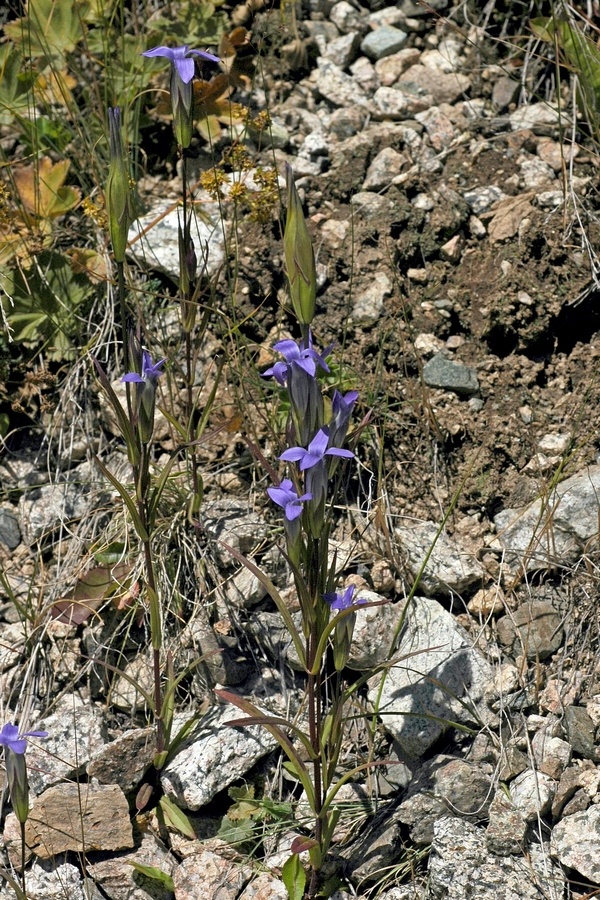 Image of Gentianopsis barbata specimen.