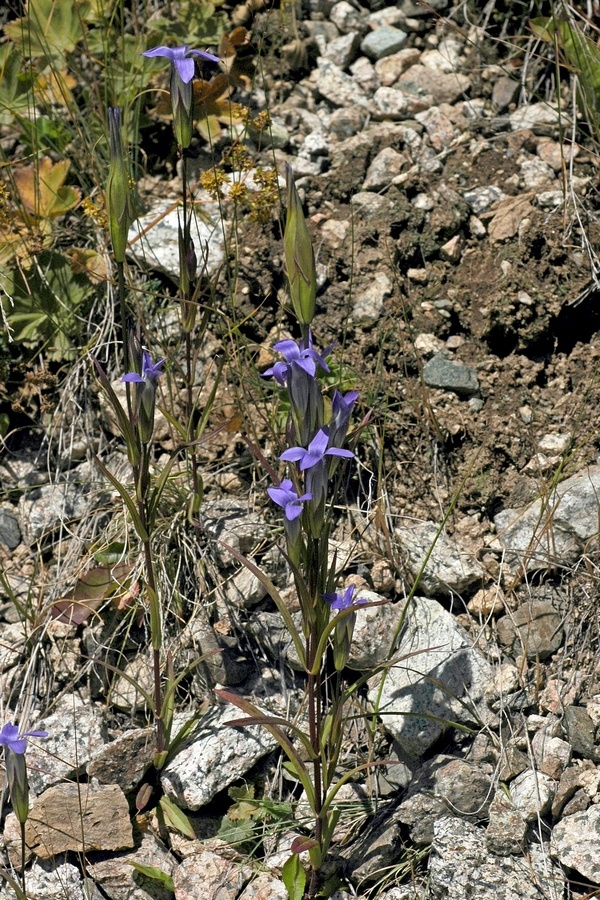 Изображение особи Gentianopsis barbata.