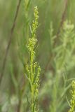 Artemisia salsoloides. Верхушка побега с нераспустившимися соцветиями. Ростовская обл., Куйбышевский р-н, окр. с. Лысогорка, меловой склон. 16.06.2017.