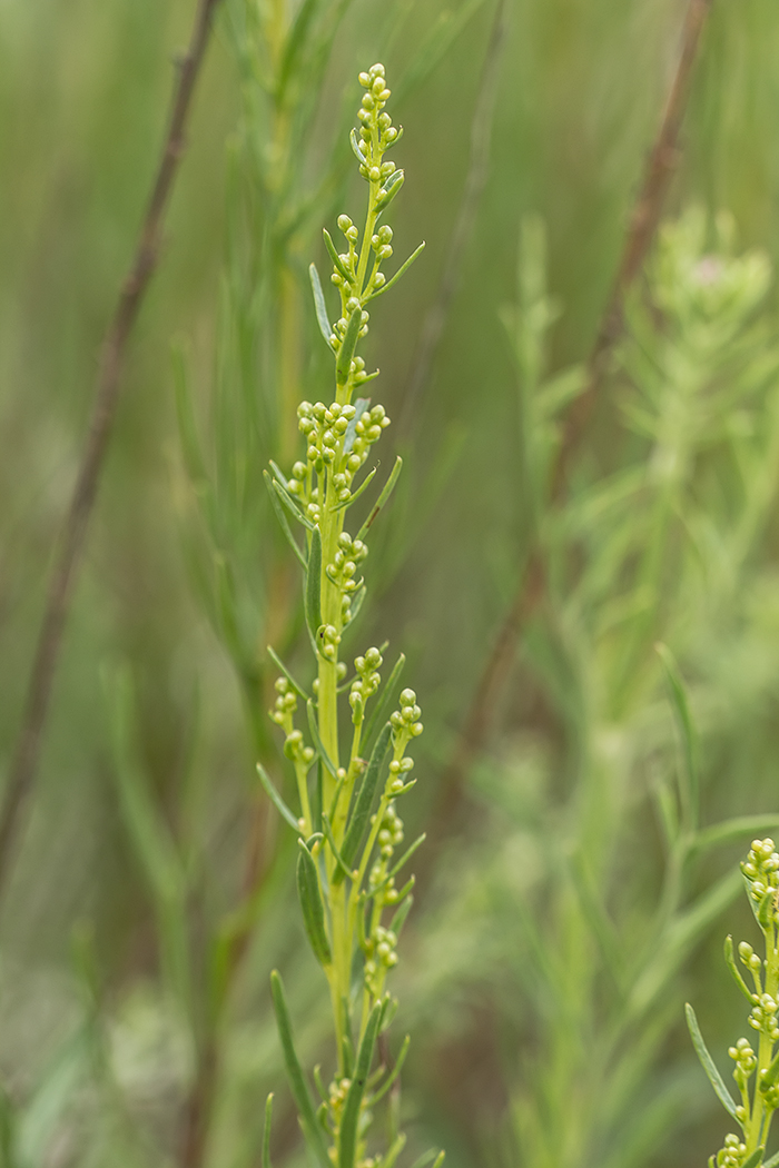 Image of Artemisia salsoloides specimen.