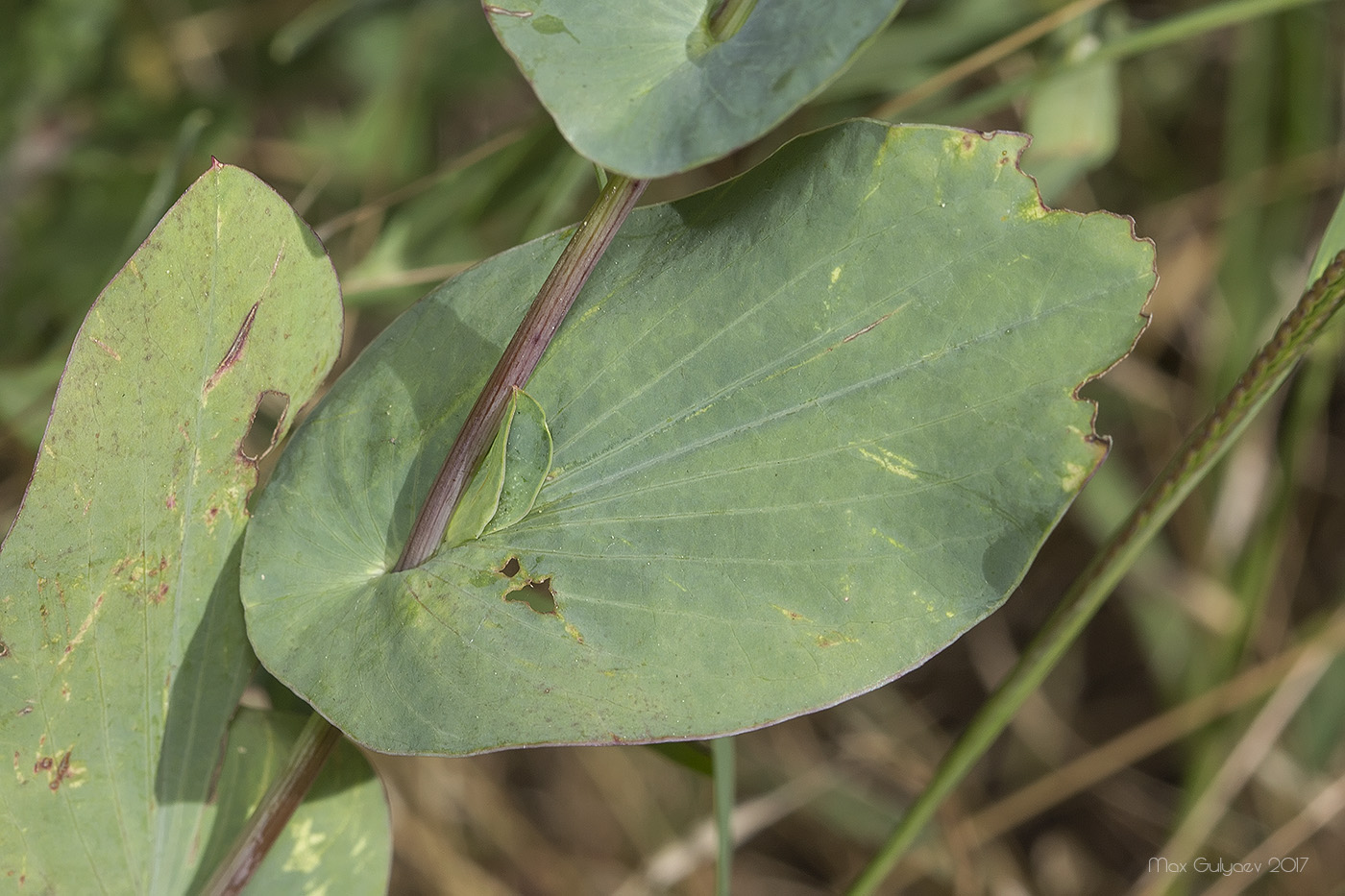 Image of Bupleurum rotundifolium specimen.