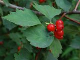 Crataegus sanguinea. Ветвь со зрелым соплодием. Новосибирск. 28.08.2009.