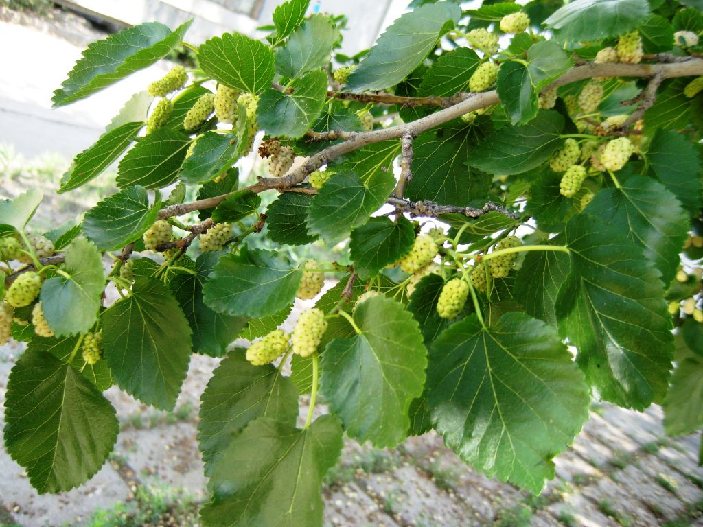 Image of Morus alba specimen.