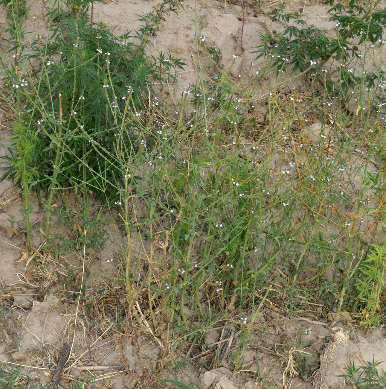 Изображение особи Verbena officinalis.