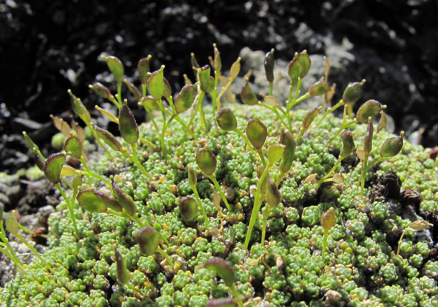 Image of Draba bryoides specimen.