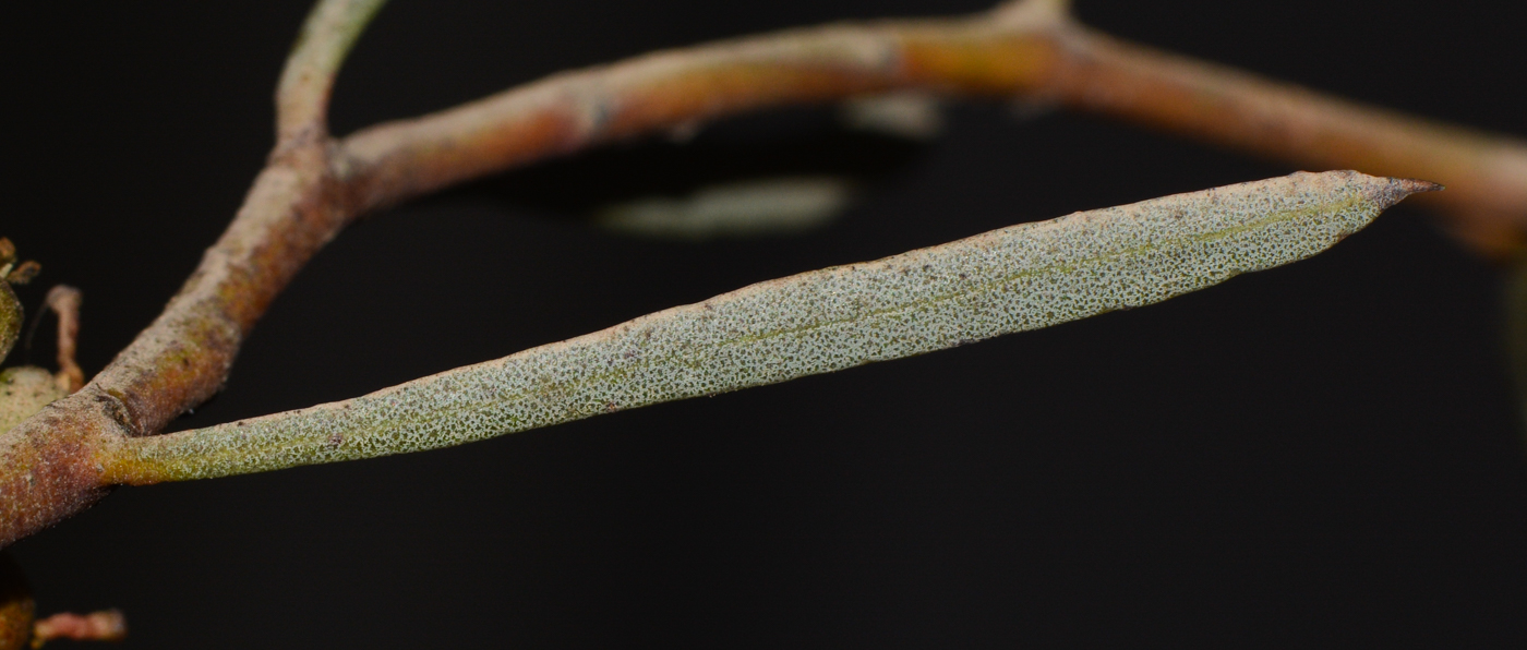 Image of Eucalyptus spathulata specimen.