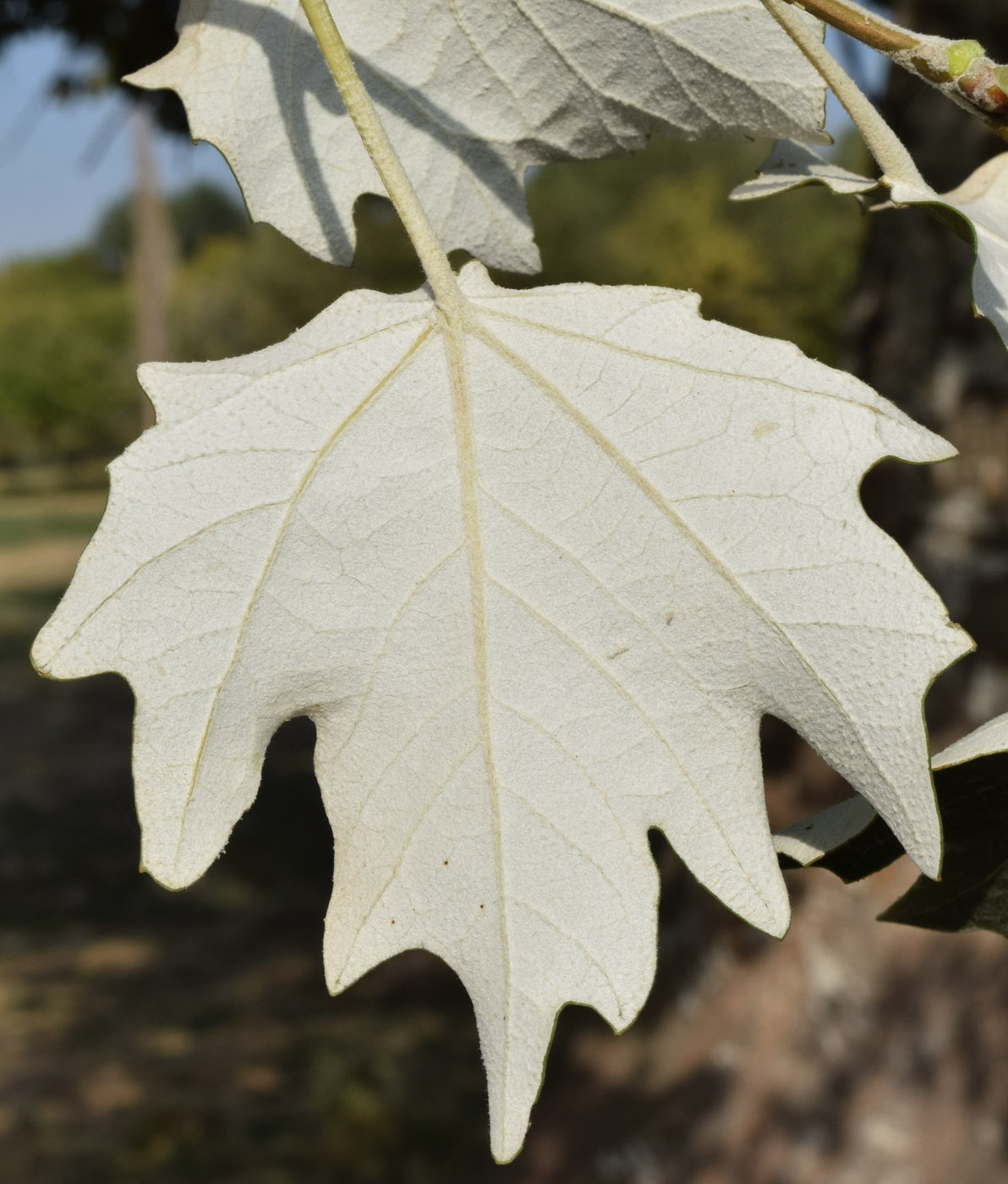 Изображение особи Populus alba.