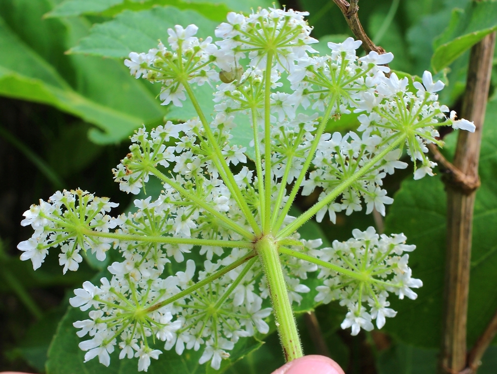 Image of Heracleum scabrum specimen.