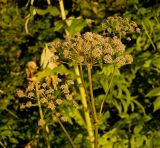 Angelica sylvestris