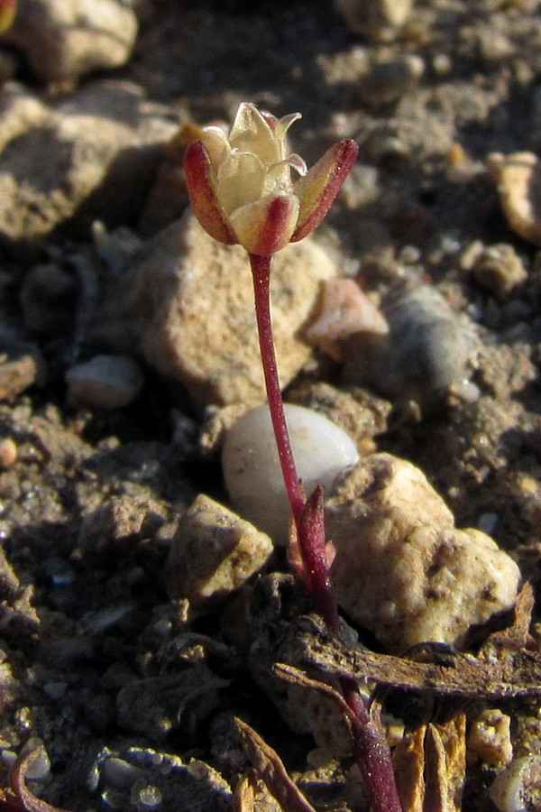 Image of Sagina maritima specimen.