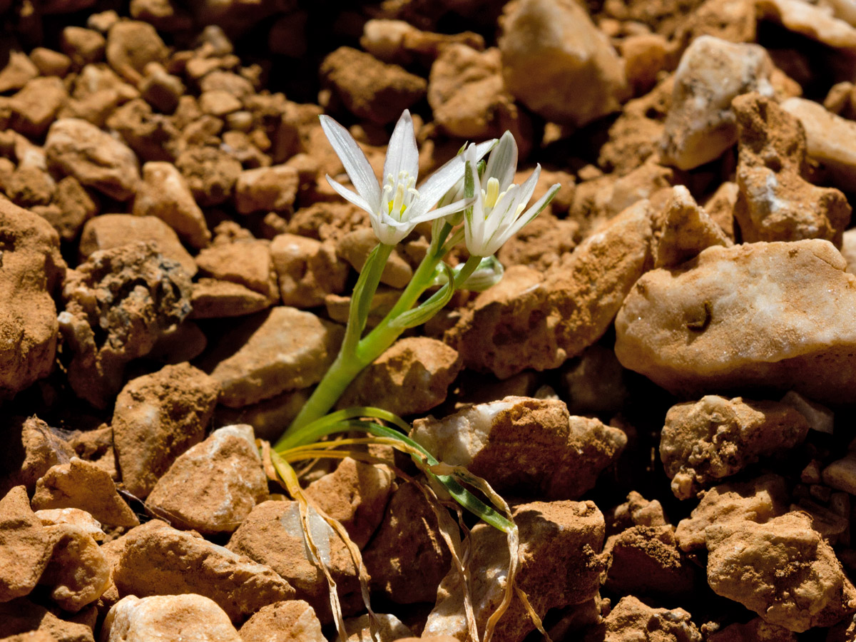 Image of Ornithogalum pumilum specimen.