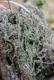 род Cladonia. Первичные и вторичные слоевища. Свердловская обл., окр. г. Заречный, урочище Черемшанское болото, на гниющей древесине в сыром смешанном лесу. 24.09.2017.