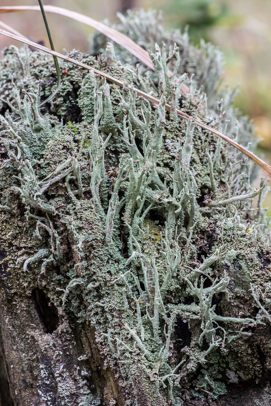 Изображение особи род Cladonia.