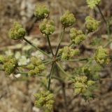 Astrodaucus littoralis