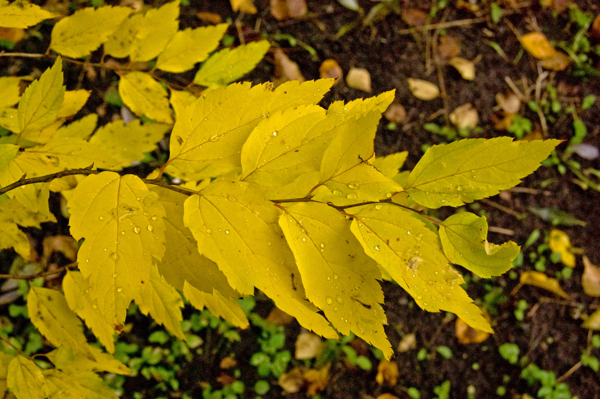 Изображение особи род Spiraea.