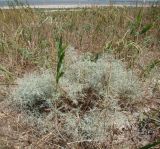 Artemisia santonicum. Расцветающее растение. Краснодарский край, Анапский муниципалитет, с. Витязево, безымянный остров Витязевского лимана. 22.08.2015.