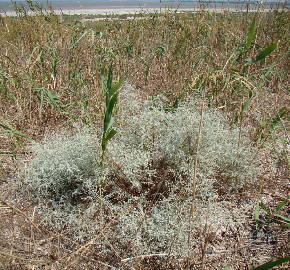 Изображение особи Artemisia santonicum.