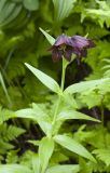 Fritillaria camschatcensis