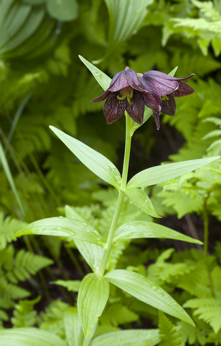 Изображение особи Fritillaria camschatcensis.