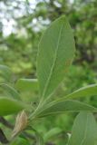 Salix cinerea