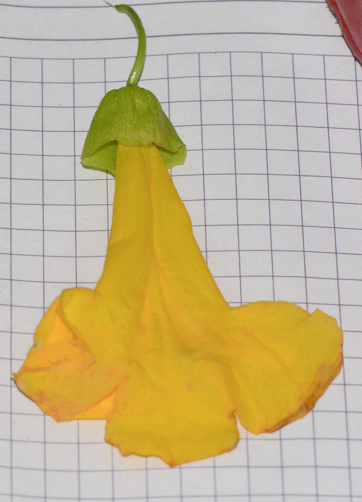Image of Dolichandra unguis-cati specimen.