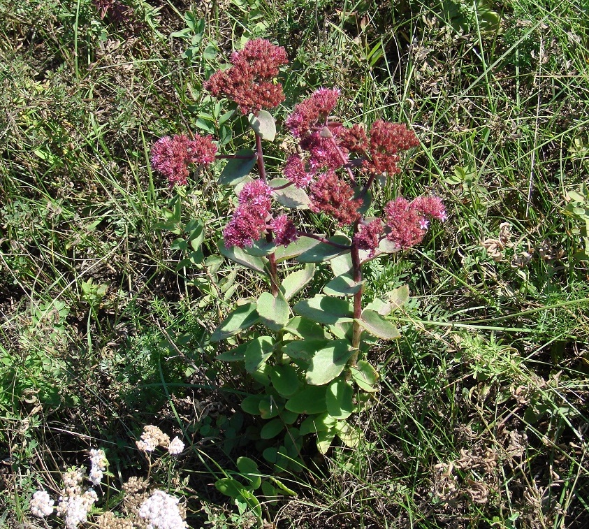 Изображение особи Hylotelephium triphyllum.