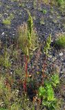 Rumex longifolius