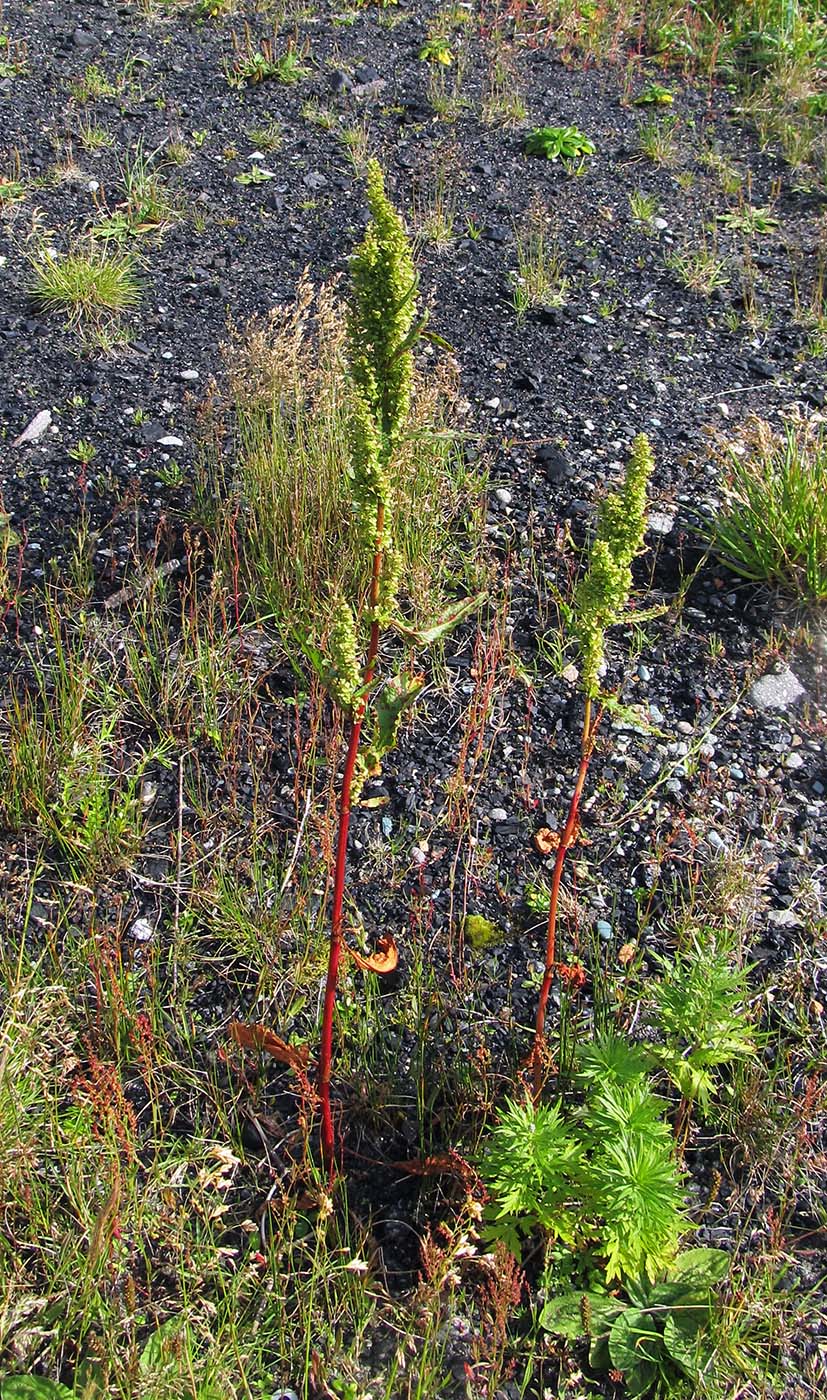 Image of Rumex longifolius specimen.