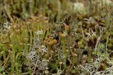 Cladonia gracilis. Подеции с апотециями; в сообществе с Pogonatum urnigerum (?) и Cladonia rangiferina. Северный Урал, Пермский край, долина р. Язьва в р-не с. Верх-Язьва, опушка соснового бора, мохово-лишайниковый покров. 20 августа 2017 г.