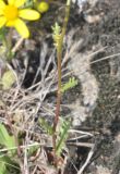 Senecio vernalis. Средняя часть побега. Азербайджан, Гахский р-н, окр. храма Кюрмюк, тропа в лесу. 8 апреля 2017 г.