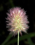 Trifolium arvense