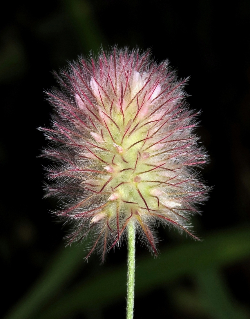 Image of Trifolium arvense specimen.
