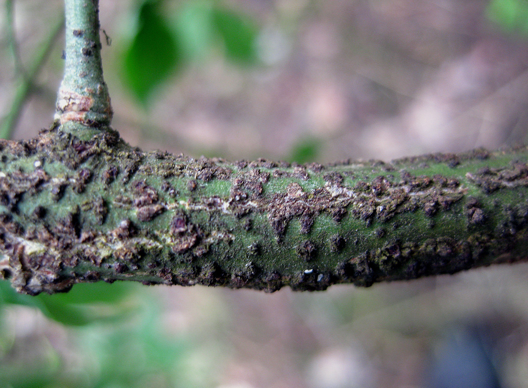 Изображение особи Euonymus verrucosus.