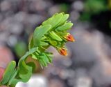 Cerinthe glabra ssp. caucasica