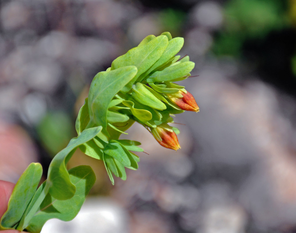 Изображение особи Cerinthe glabra ssp. caucasica.