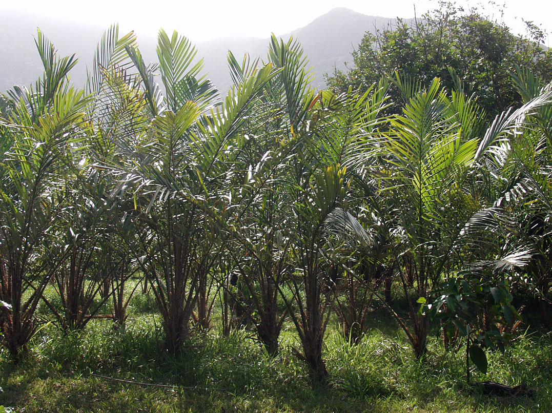 Изображение особи Cocos nucifera.