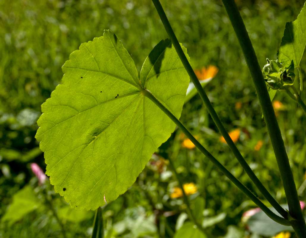 Image of Malva trimestris specimen.