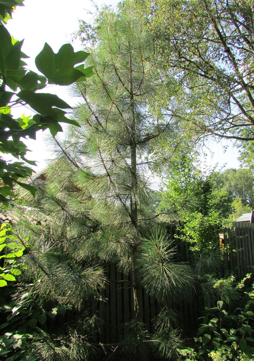 Image of Pinus ponderosa specimen.