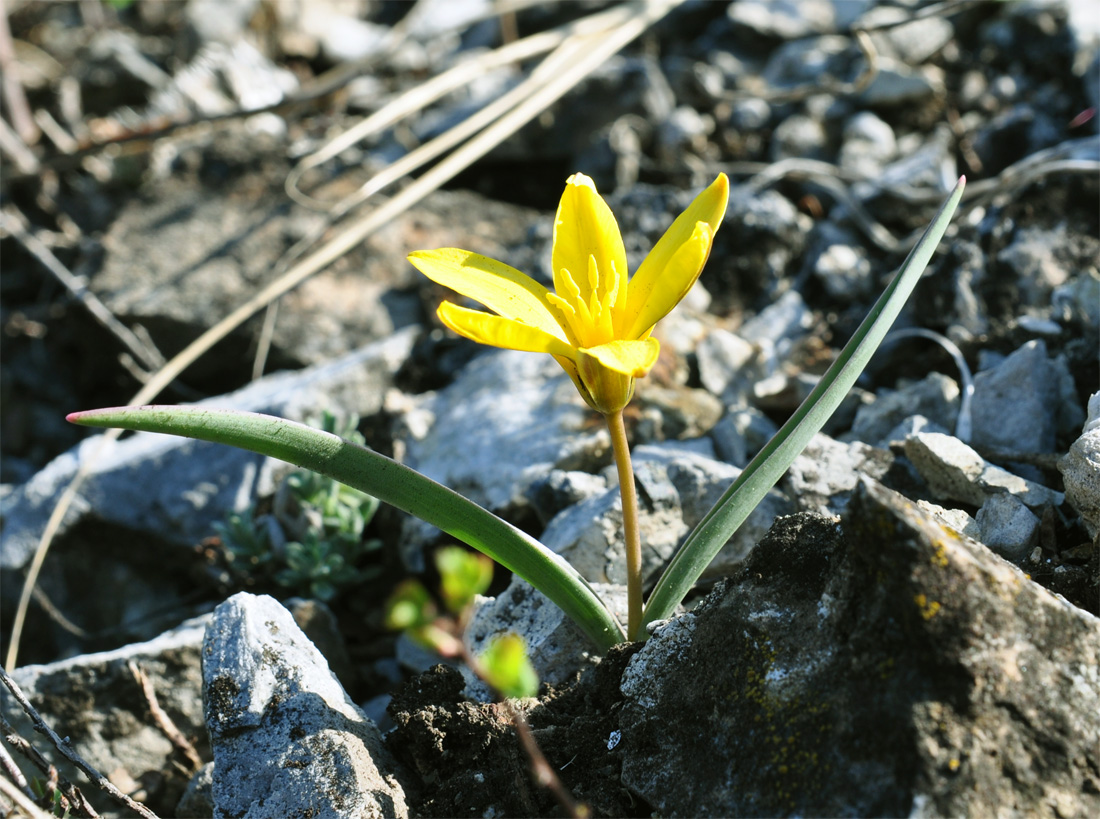 Image of Tulipa uniflora specimen.