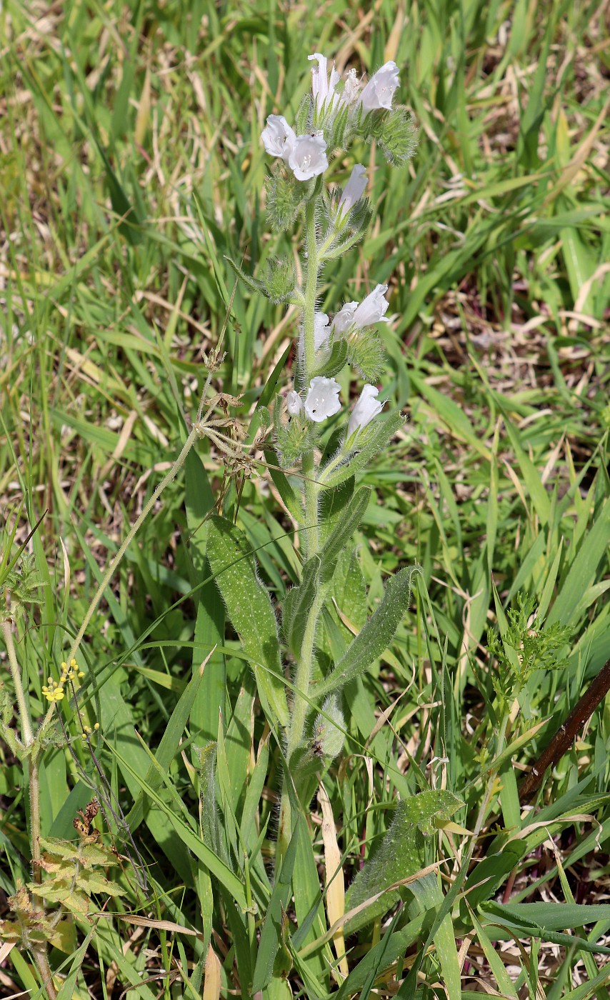 Изображение особи Echium judaeum.