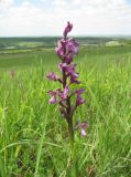 Anacamptis morio ssp. caucasica