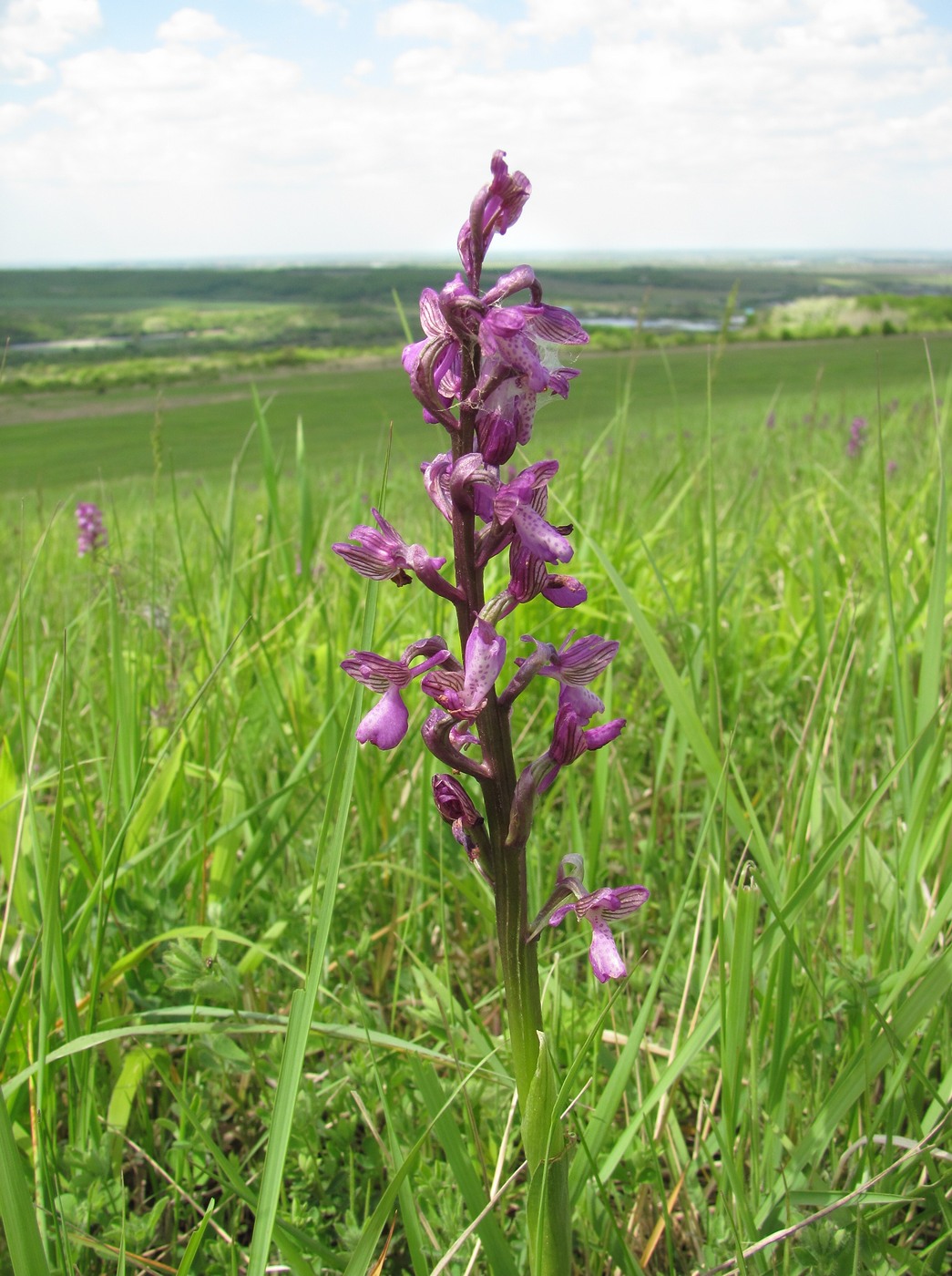 Image of Anacamptis morio ssp. caucasica specimen.