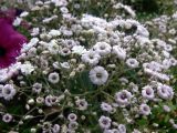 Gypsophila paniculata. Часть соцветия (полумахровый культивар). Швеция, г. Стокгольм, о-в Юргорден, в культуре. 30.06.2008.